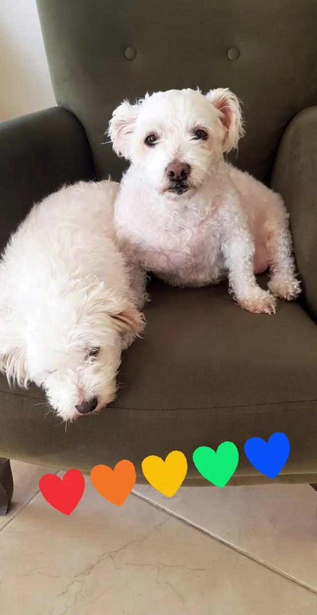 İki küçük beyaz köpek birlikte