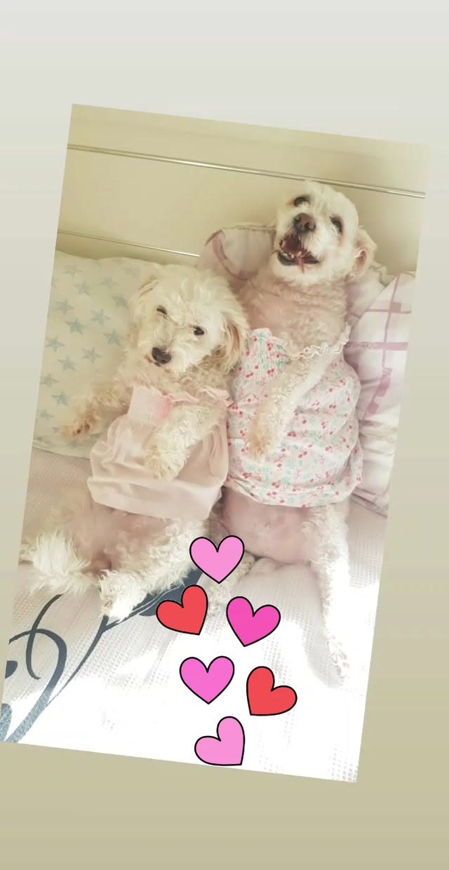 İki küçük beyaz köpek birlikte